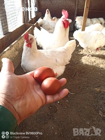 Яйца за люпене от бял маран , снимка 1 - други­ - 40245938
