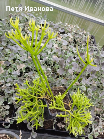 Rhipsalis cereuscula(Коралов кактус), снимка 3 - Стайни растения - 53481205