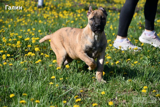 Перо де преса канарио,канарски дог,дого канарио, снимка 4 - Други - 35049174