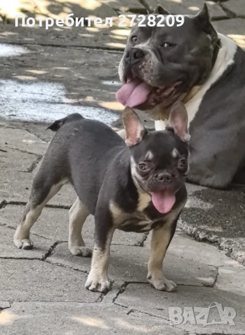 френски булдог /French Bulldog , снимка 1