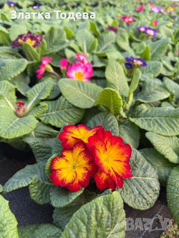 Примула /Иглика/, снимка 2 - Сортови семена и луковици - 53095273