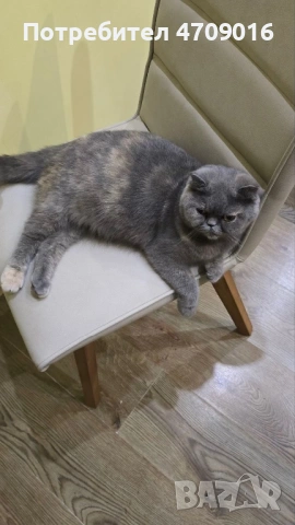 Плюшена магия в два цвята: Елитно Британско облаче и Шотландско слънчице!" 👑🐾, снимка 10 - Британска късокосместа - 53098759