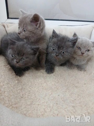 Британски Котета , снимка 4 - Британска късокосместа - 52850556