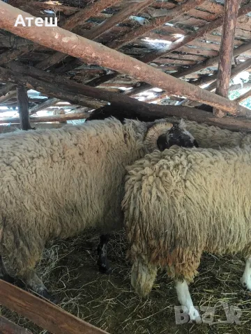 коч кочове овен , снимка 9 - Овце - 47352865