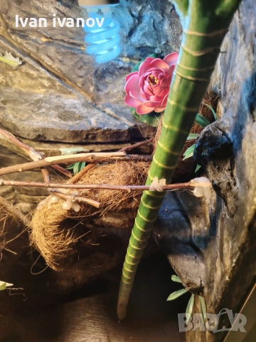 Терариум , снимка 8 - Терариуми и оборудване - 52296542