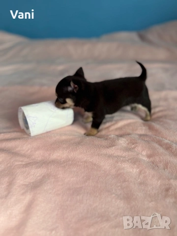 Мини мъжко Чихуахуа на 2месеца, снимка 4 - Чихуахуа - 53493392