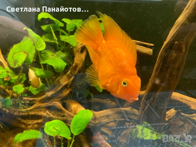 Аквариум 560л 200х45х60 + метална стойка, снимка 4 - Оборудване за аквариуми - 53537191