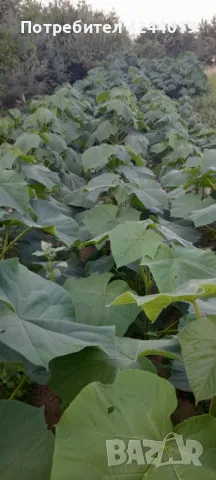 Фиданки Пауловния, снимка 3 - Стайни растения - 47609525