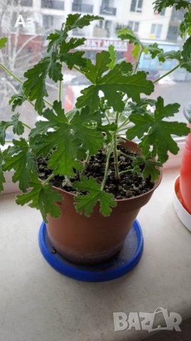 Продавам цветя Индрише (български сорт), снимка 6 - Стайни растения - 35600076