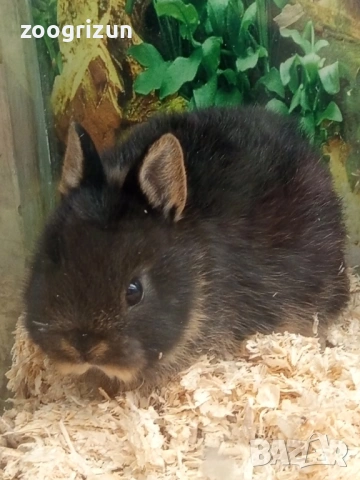 Декоративни зайчета 