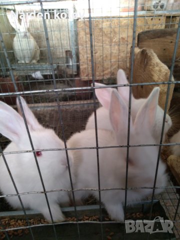 Зайци и заешко месо, снимка 5 - Други животни - 26212785
