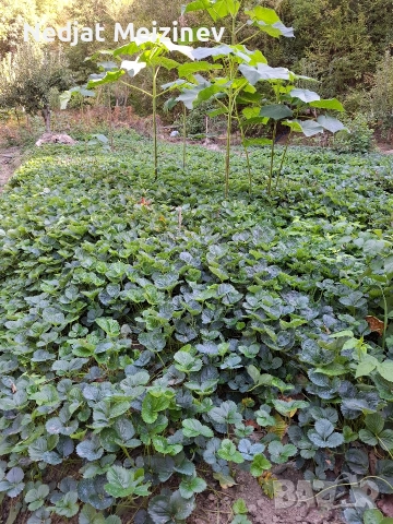 Ягоди сорт Румба, снимка 2 - Разсади - 52894181