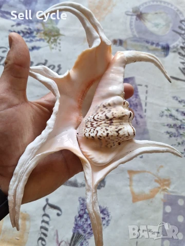 ✅ГОЛЯМА РАКОВИНА ОТ МОРСКИ ОХЛЮВ ❗, снимка 2 - Декорация за дома - 51165771