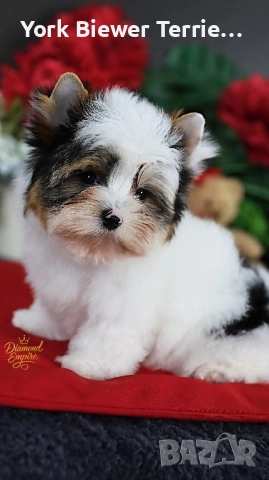 Йорк! Мини Момче - Голям сладур! Доставка 