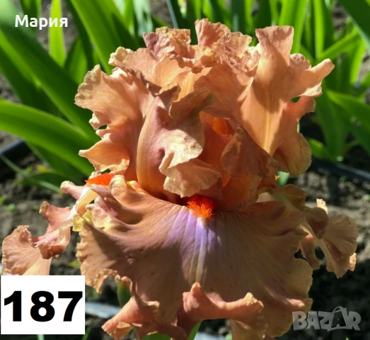 Сортови вискоки ириси /брадати ириси, снимка 3 - Градински цветя и растения - 51459213