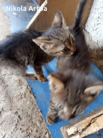 подарявам малки котета, снимка 3 - Други - 51297445