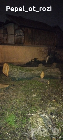 Орех - продажба, снимка 4 - Други - 52714010