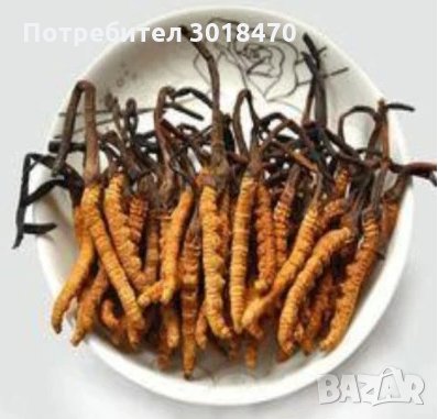 Кордицепс -  Tiens/Тиенс/Тянши , снимка 3 - Хранителни добавки - 32257188