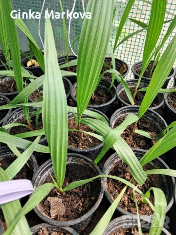 Палма Хамеропс (Chamaerops humilis)