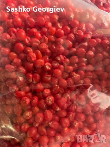 Посевен материал фуражна царевица 