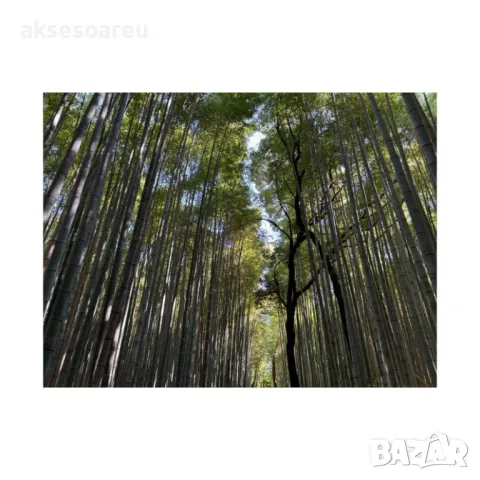 100 Семена от гигантски бамбук Moso Bambo градински горски декоративни растения за дома и двора бамб, снимка 3 - Сортови семена и луковици - 49827507