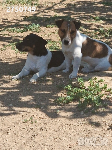 Джак Ръсел териер 