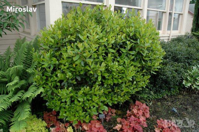 Ягодово дърво/Arbutus unedo (кумарка), снимка 9 - Градински цветя и растения - 39955636