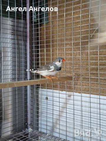 зеброви амадини , снимка 2 - Амадини - 53296953