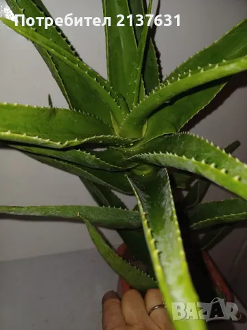 ГОЛЯМО АЛОЕ  - Височина 60 см, снимка 1