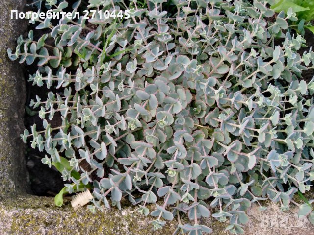 Семена от тагетис, невен, ирис, здравц, цветя, снимка 10 - Сортови семена и луковици - 42770469