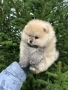 Померан момче, снимка 6