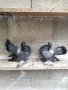 Магнитогорски руски гълъби , снимка 17