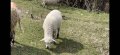 Прясно агнешко  от биоферма, снимка 1 - Овце - 36934187