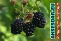 Висококачествени нови семена от хранителна Къпина без бодли Rubus rusticanus 50+ семена антиоксидант, снимка 16