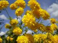 златна топка /рудбекия/ градинско растение, снимка 1 - Градински цветя и растения - 36652693
