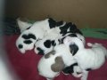 ПРОДАВАМ-продавам djack russell terrier 0406211147, снимка 12