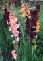 ✍🏻 Актуална оферта до края на април✍🏻  Гладиоли микс - луковици✍🏻 ✍🏻 , снимка 1 - Градински цветя и растения - 38214698