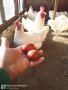 Продавам кокошки и Яйца за люпене от бял маран , снимка 1 - други­ - 40245938