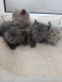 Британски Котета , снимка 4