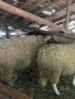коч кочове овен , снимка 9