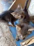 подарявам малки котета, снимка 3