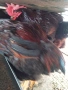 Продавам петли червени катунци., снимка 8