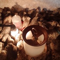 Пъдпъдъци едномесечни и тримесечни, снимка 2 - Кокошки и пуйки - 40268530