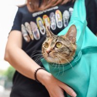 Чанта за котка куче домашен любимец, снимка 5 - За котки - 33442341
