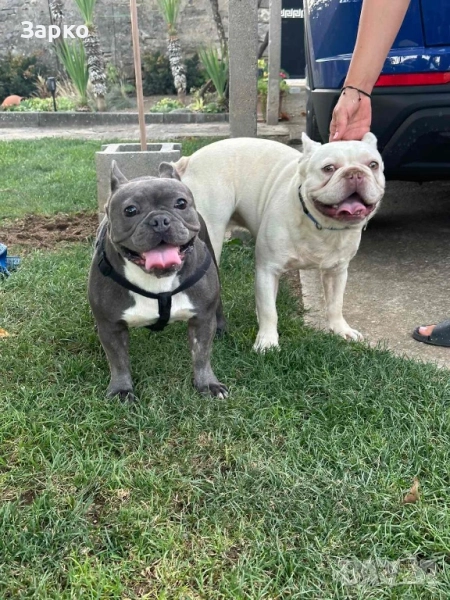 Френски булдог, снимка 1