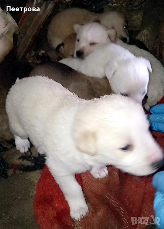 Кученца за подаряване., снимка 1