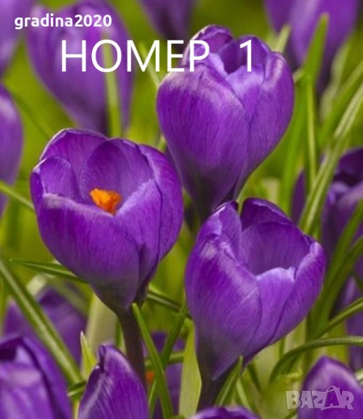 Минзухар - Луковици , снимка 1