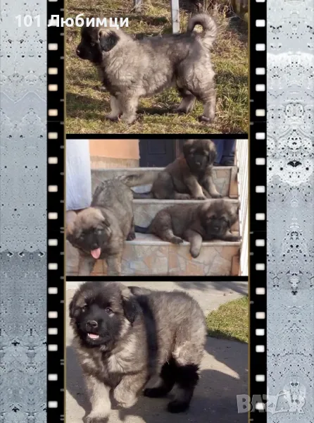 Шарпланинци с родословие, снимка 1