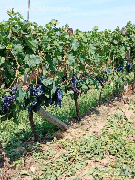 Продавам лозе, Мерло, снимка 1