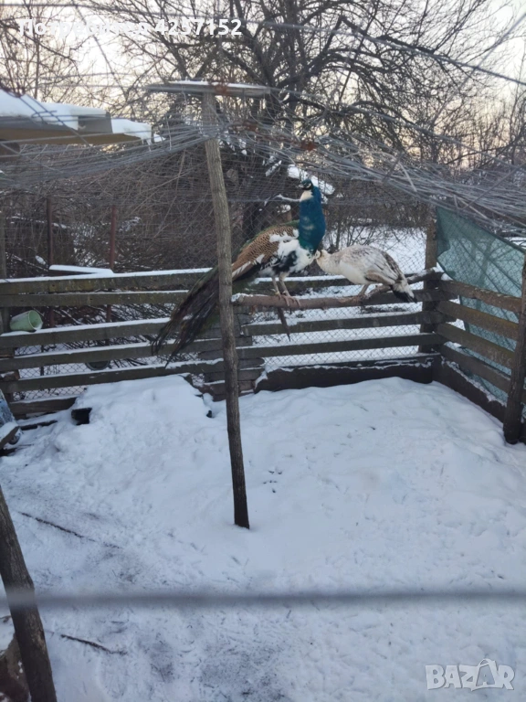 Двойка пауни, снимка 1